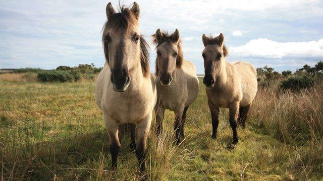 Konik ponies (c) Victoria Gill