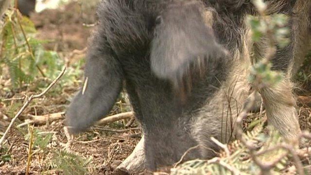 Hairy pig