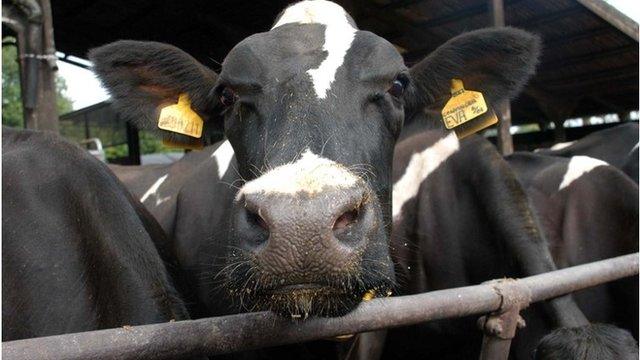 Friesian dairy cow