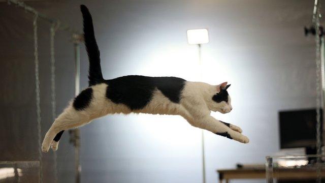 Cat leaping