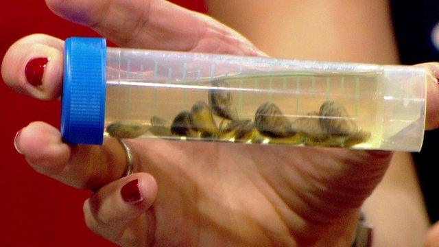 Quagga mussels in container