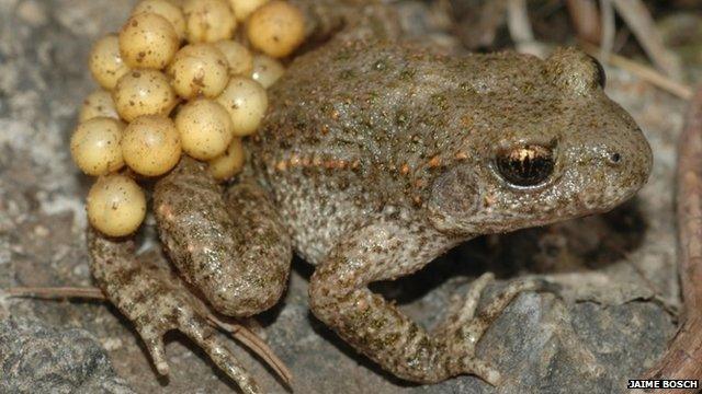 Common Midwife Toad