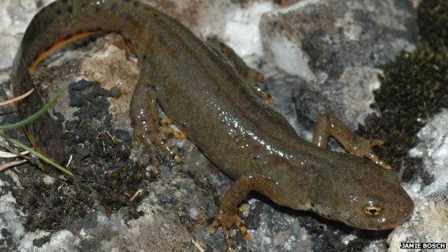 Alpine newt