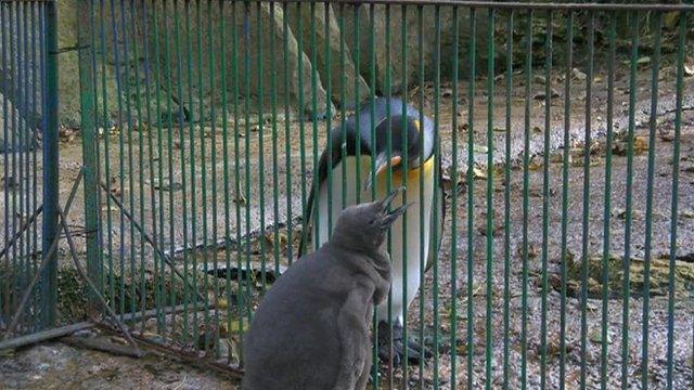 King penguin chick at Birdland Park and Gardens in the Cotswolds