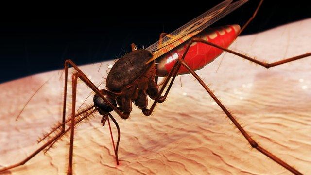 Mosquito bites causes malaria