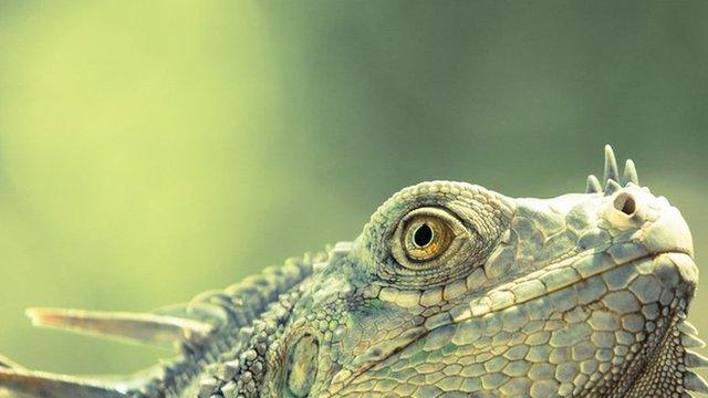 Iguana