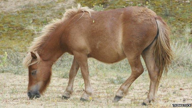 Brown Shetland pony