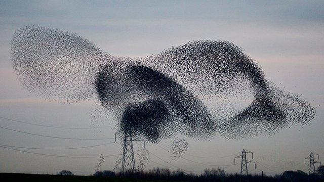 A murmuration of starlings