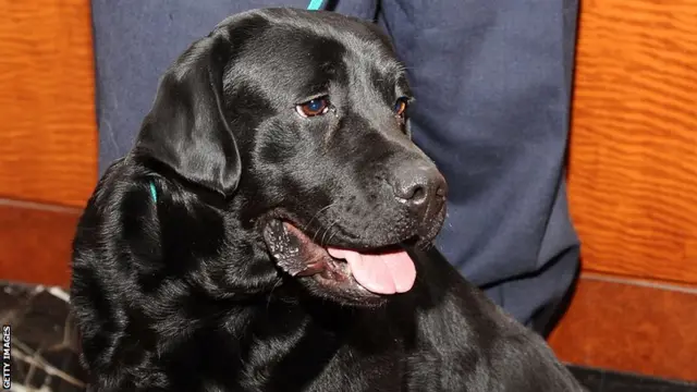 Labrador