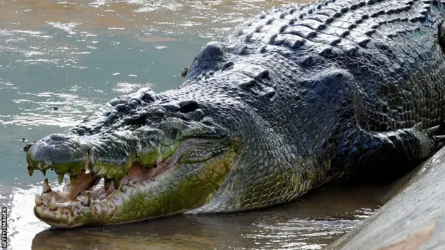 Crocodile