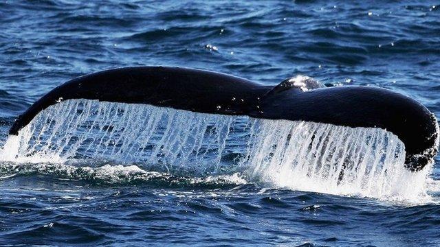 Humpback whale tail fin