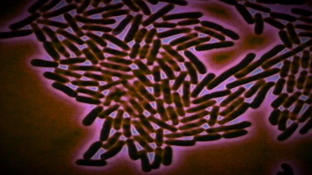 Graphic of bacteria multiplying