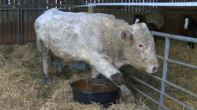 Benjy the gay bull at Hillside Animal Sanctuary