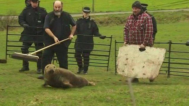 Police and animal welfare officers rescue seal found in a field near Newton-le-Willows