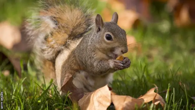 A squirrell