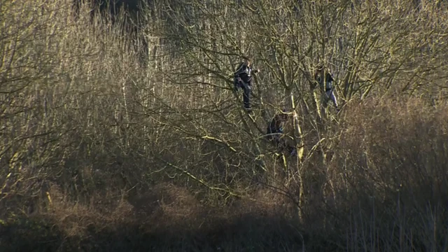 Fans climbing trees