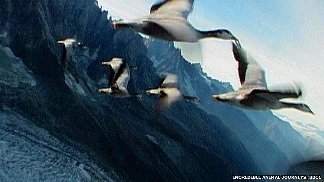 The Himalayan flight of the bar-headed goose