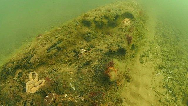 Submerged forest off the Norfolk coastline