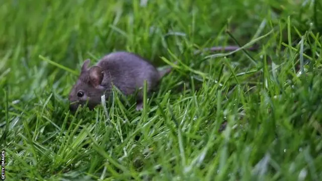 Mouse Manchester United