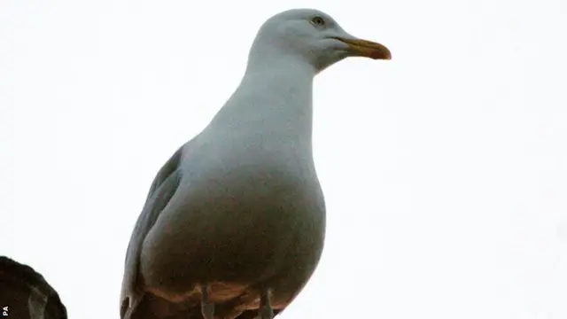 Seagull