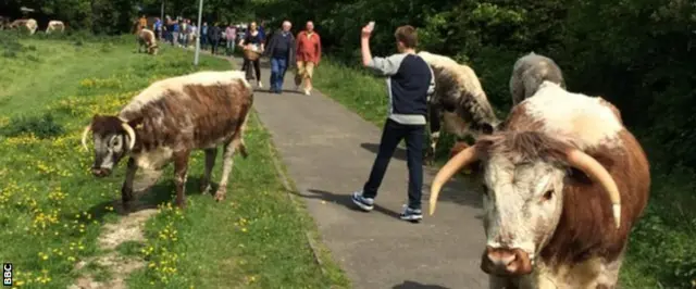 Cows and Cambridge United