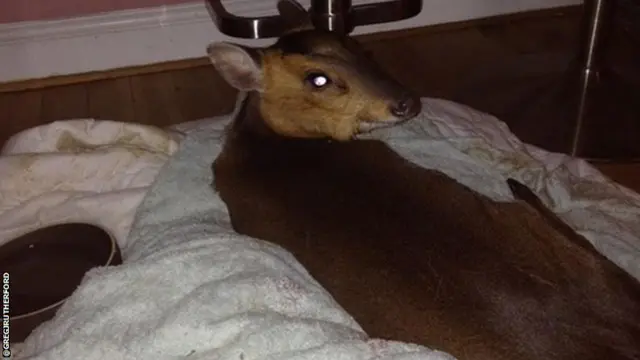 Doris the deer