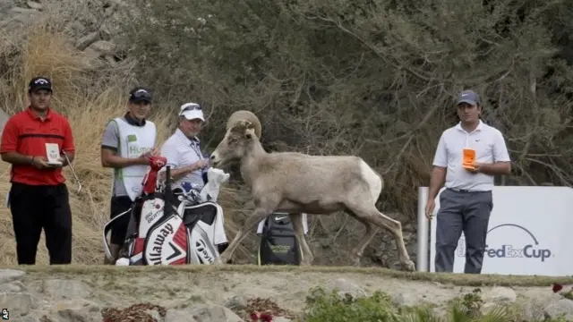 A Bighorn Sheep at the Palmer course in La Quinta