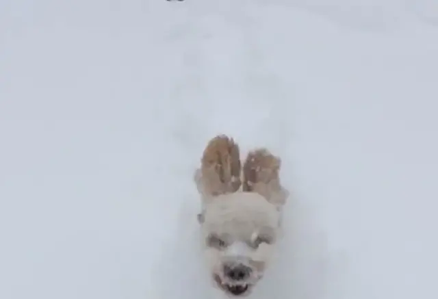 Dog video screenshot