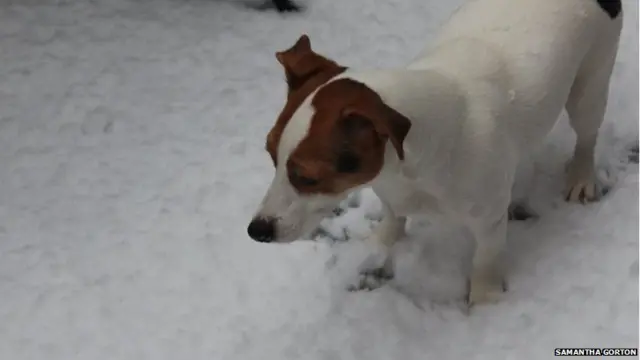 Samantha Gorton's puppy