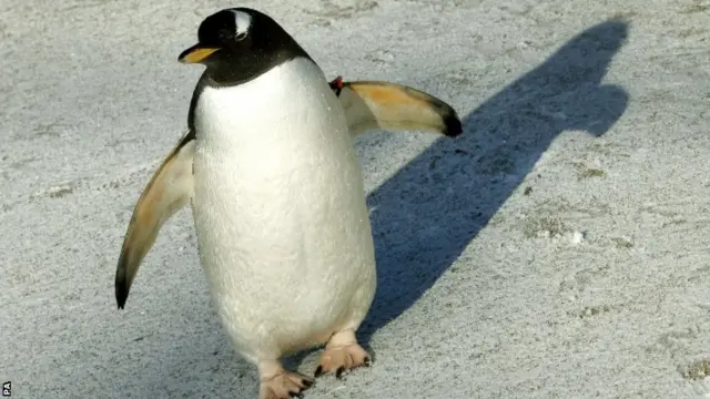 Penguin