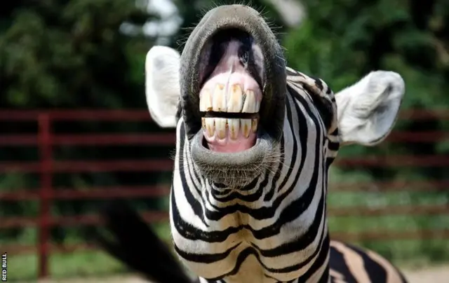 Zebra