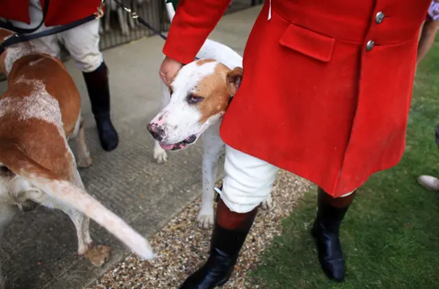 Huntsmen and their hounds wait for their turn in the show ring during the Peterborough Festival of Hunting at the East Of England Show Ground on July 21, 2010