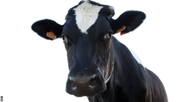 Cow