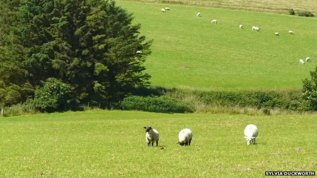 Farmland Scotland