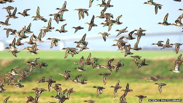 Flock of teal