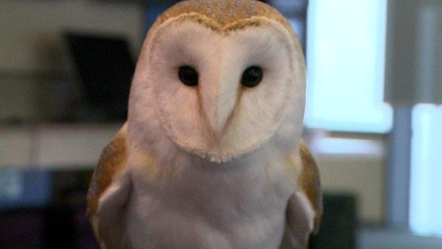 Barn owl