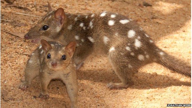 The endangered northern quoll, a mammal species native to Australia.