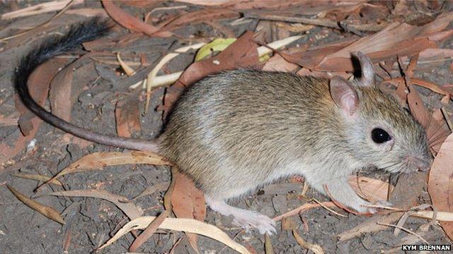 The brush-tailed rabbit-rat, a mammal species native to Australia that is listed as a near-threatened species by the International Union for Conservation of Nature