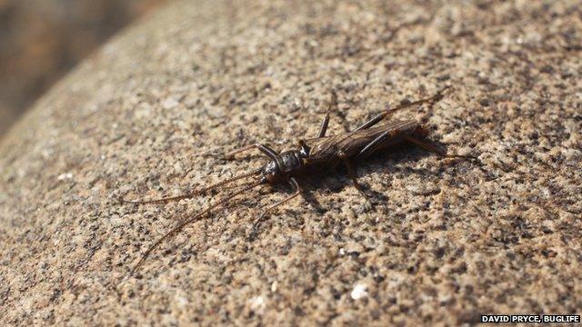 Stonefly