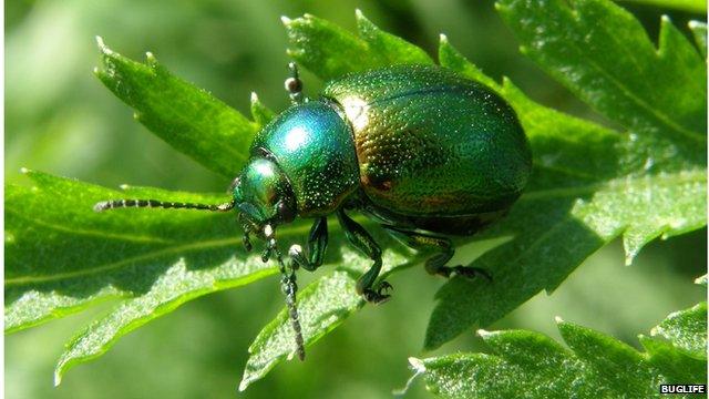 Tansy beetle