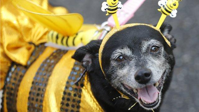 Dog in fancy dress