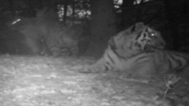 Amur tigers in the wild filmed in China