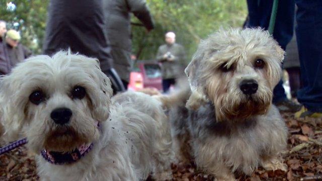 Dandie Dinmont terriers