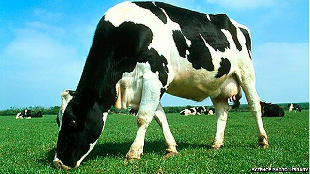 The cows in China were the Holstein-Friesian breed