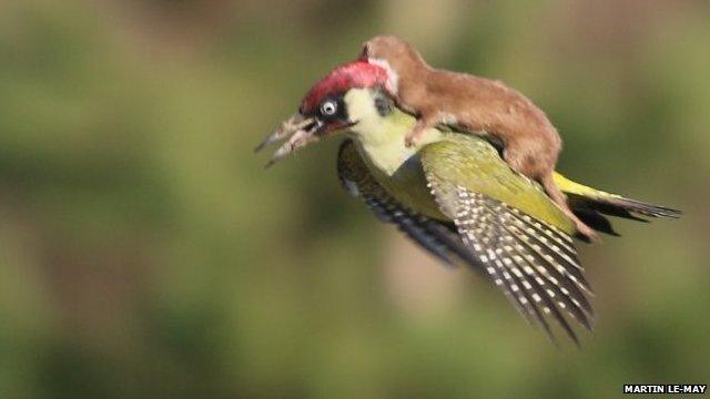 Weasel on bird