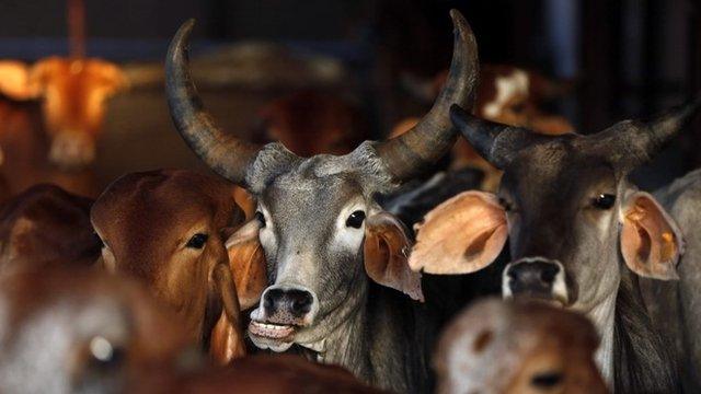 Rescued cattle are seen at a "goushala", or cow shelter, run by Bharatiya Gou Rakshan Parishad