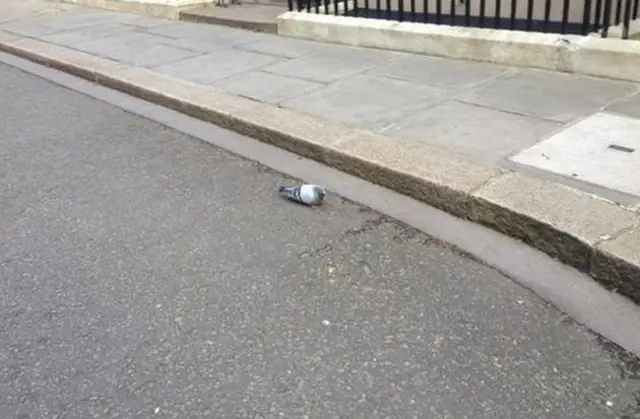 Budget pigeon