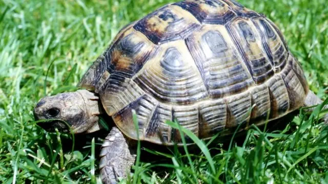 Tortoise