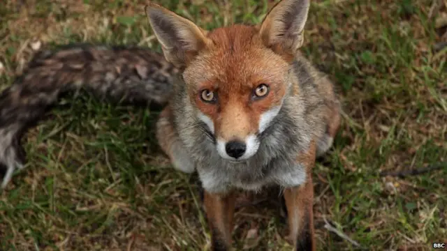 A fox