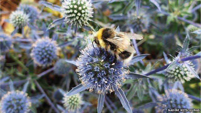 Flowers in gardens attract bees